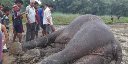 झापामा फेरि अर्को हात्ती मृत फेला